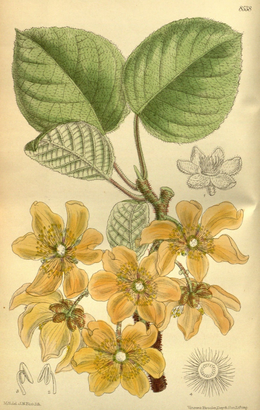 Botanical illustration of Actinidia chinensis, the kiwifruit vine, from Curtis’s Botanical Magazine (1914).